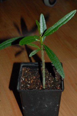 Plumeria2012 002yy.jpg