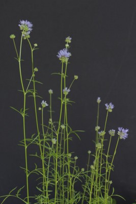 20120617_t500_000198_1_UnbekannteBlumeBlau.jpg
