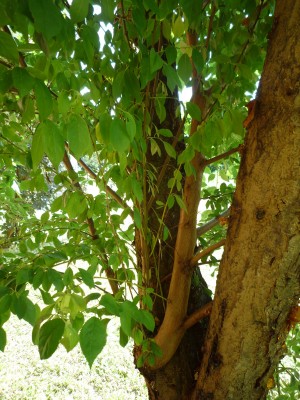 Pflaumenbaum-002.JPG