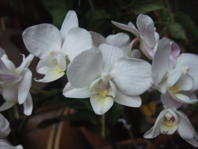 DSCF1500.JPG