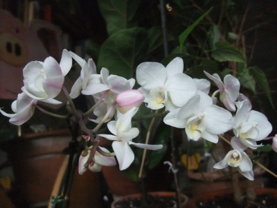 DSCF1499.JPG