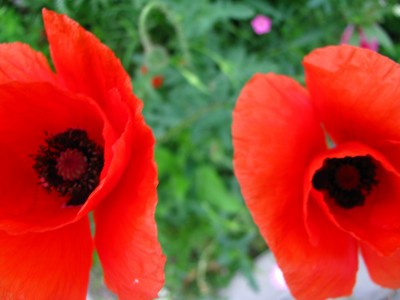 Mohn 4.jpg