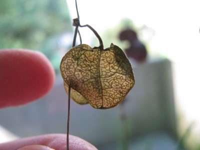 Cero vertrocknet.jpg