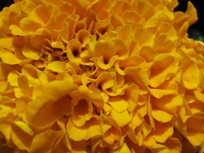 Tagetes Close-up.jpg