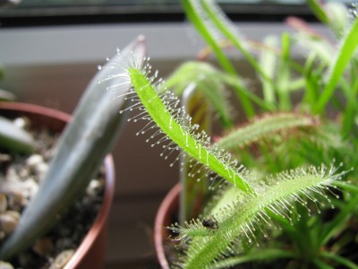 Drosera.jpg