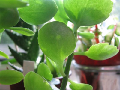 Fröhliches Blatt.jpg