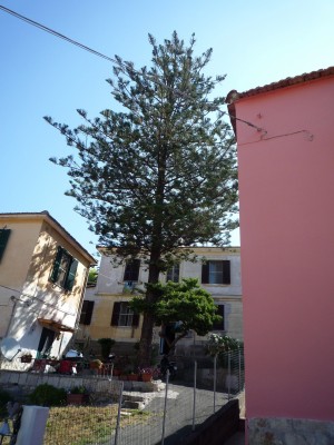 Baum1.jpg