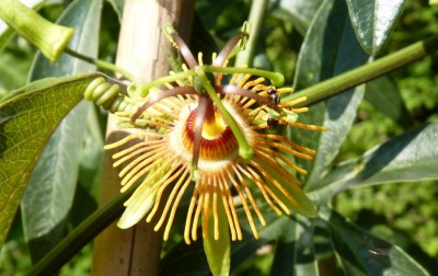 Passiflora Sunburst.jpg