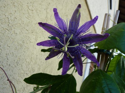 Passiflora Jelly Joker 1.jpg