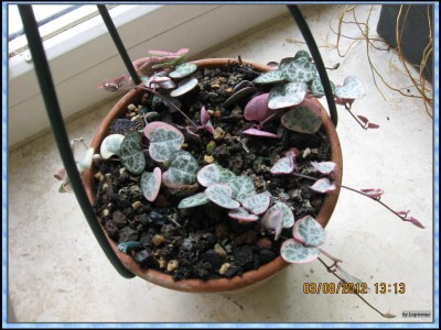 ceropegia woodii variegata.jpg