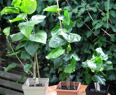 Gommer-Hibisken.jpg