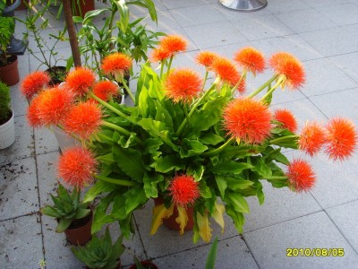 rote Blume 2010.JPG
