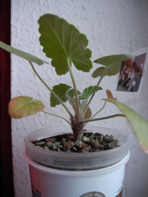 DSCN4432.JPG