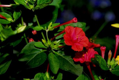dsc_9208_Wunderblume_rot.jpg