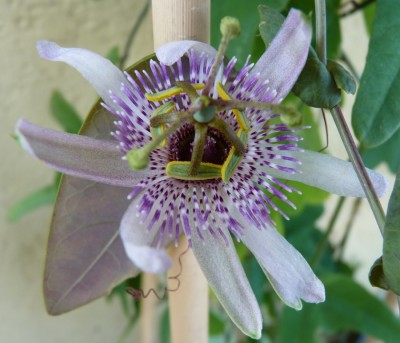 Passiflora miersii.jpg