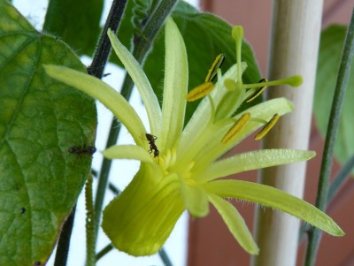 Passiflora citrina 1.jpg