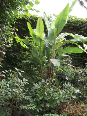 Bananen 009.jpg