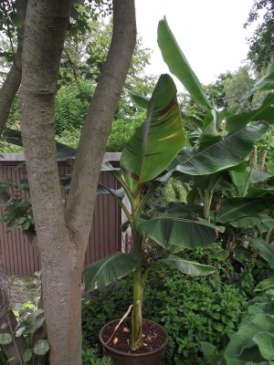 Bananen 005.jpg