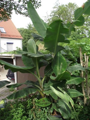 Bananen 004.jpg