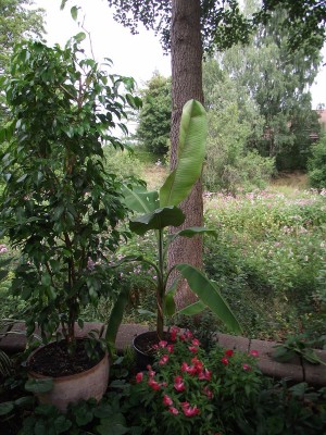Bananen 002.jpg