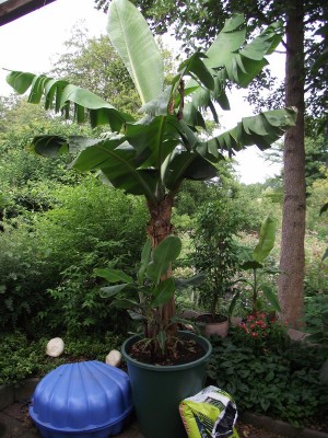 Bananen 001.jpg