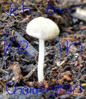 Pilze im Blumentopf · Pflanzenkrankheiten & Schädlinge · GREEN24 Pflanzen &  Garten Forum