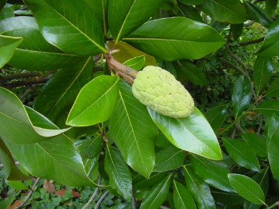 3 Magnolia grandiflora.jpg