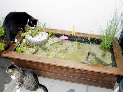 120731_teich.jpg