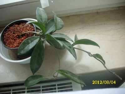 DSCI0431.JPG