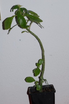 Dorstenia 008yy.jpg