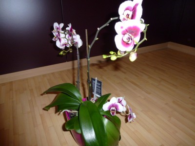 P1000319.JPG
