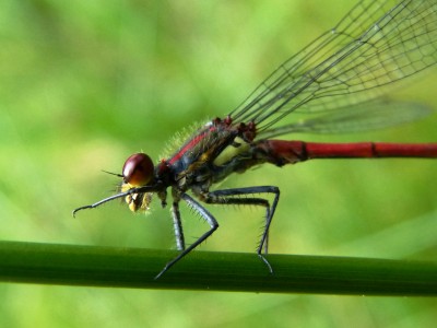 Libelle.jpg