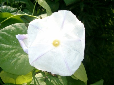CIMG6248.JPG