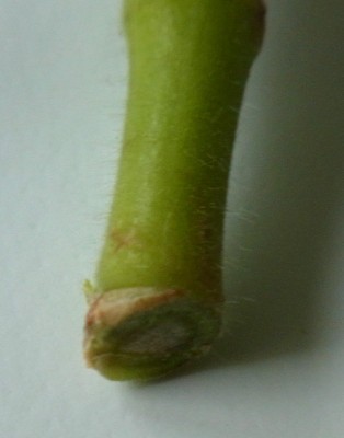 Schnittführung.jpg