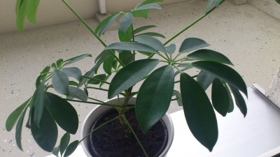 IMG_20120805_122216.jpg