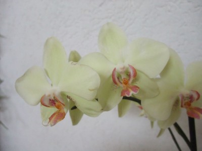 DSCF6877.JPG