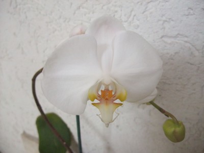 DSCF6862.JPG