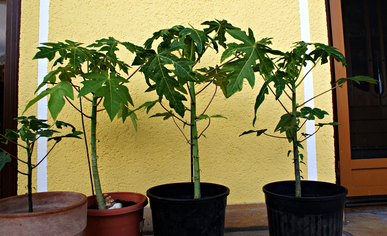 Papaya Blüten befruchten wie? · Samen & Anzucht & Vermehrung · GREEN24  Pflanzen & Garten Forum