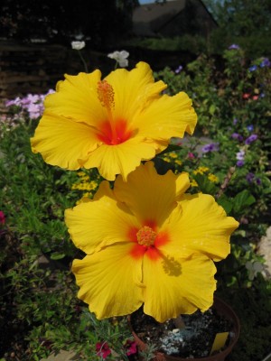 Hibiscus gelb_6201.jpg