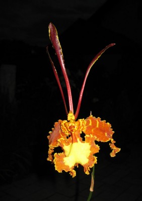 Psychopsis Kalihi_6079.jpg