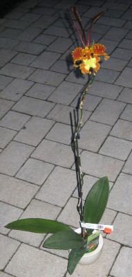 Psychopsis Kalihi_6078.jpg