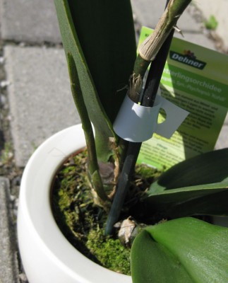 Psychopsis Neutrieb_5936.jpg