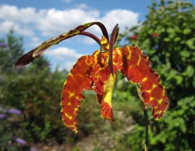Psychopsis Kalihi_5935.jpg