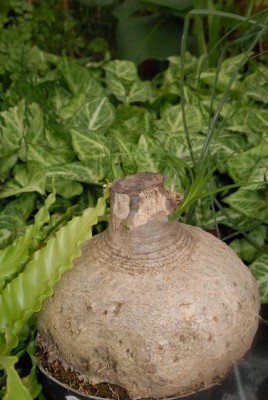 Bogaddorf 037yy.jpg