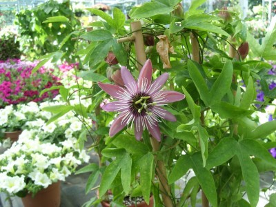 Gartencenter Turkenburg.JPG