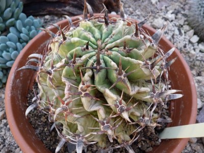 P1070221 - Kopie.JPG