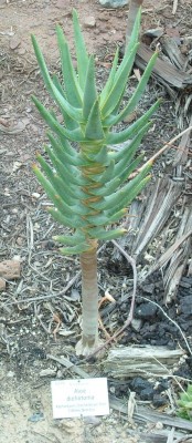 BoGa Aloe1.JPG