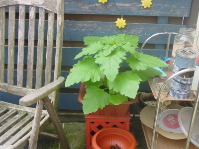 blume 008.jpg