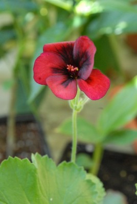 Pelargonium 002yy.jpg