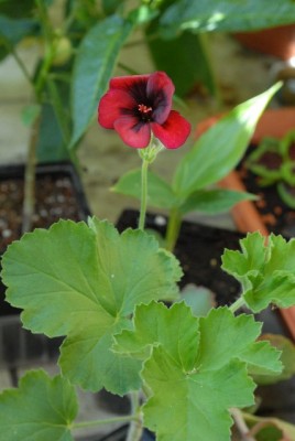 Pelargonium 001yy.jpg